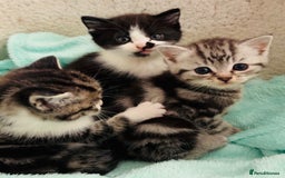 Persian cats for sale: persian x bengal - Image 2