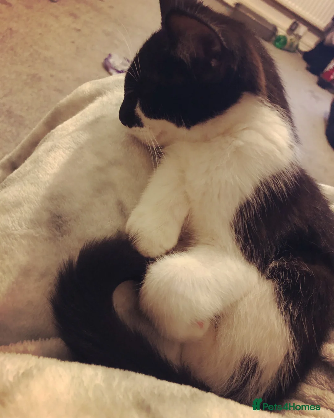 Domestic Shorthair cats for sale: 6 Year Old Male Fred - Advert 8