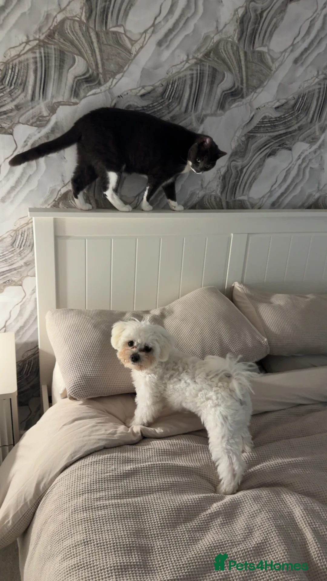 Maltipoo dogs for stud: Maltipoo for stud  in Hartlepool - Advert 7