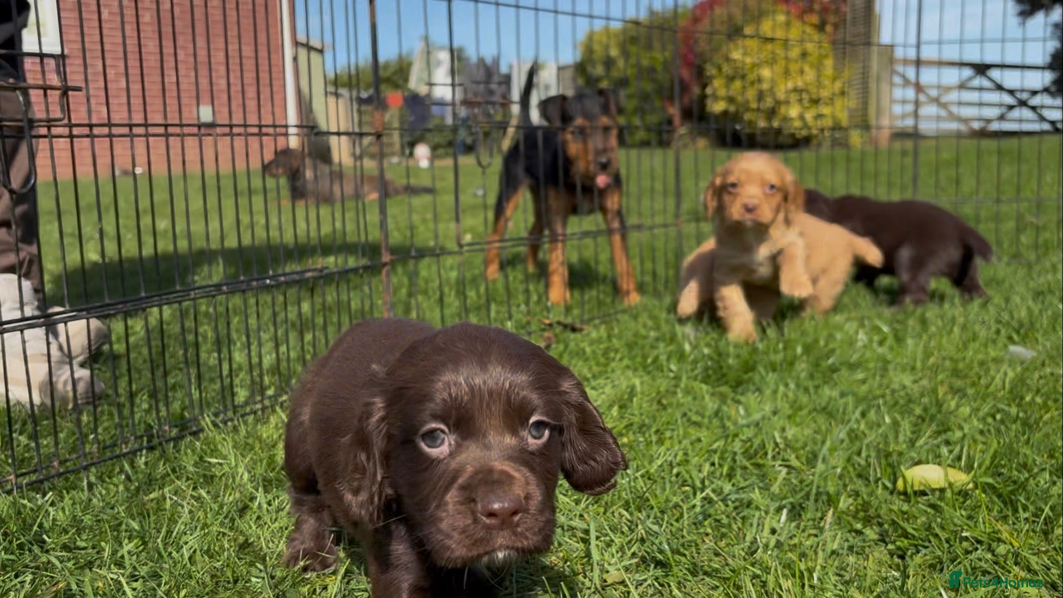 Cocker Spaniel dogs KC registered Cocker spaniel pups  - Advert 2