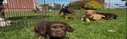 Cocker Spaniel dogs for sale: KC registered Cocker spaniel pups  in Pontefract - Advert 2