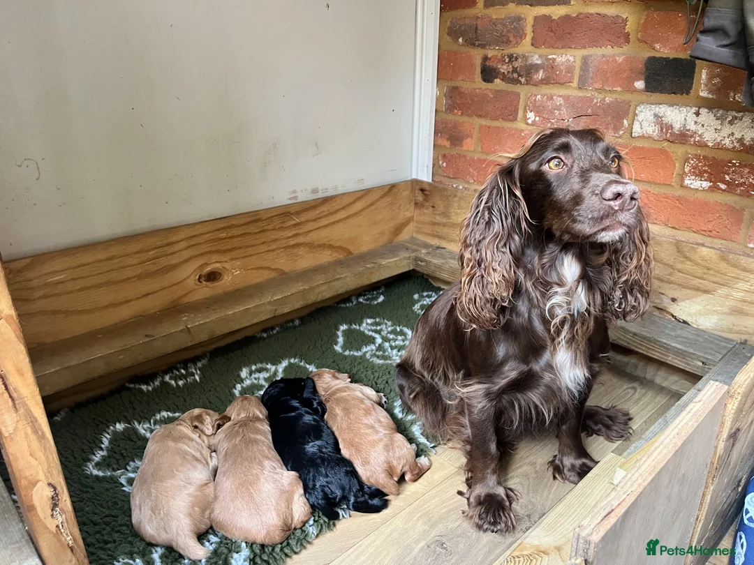 Cocker Spaniel dogs for sale: Working cocker spaniel puppies  - Advert 1