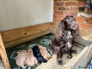 Cocker Spaniel dogs Working cocker spaniel puppies - Advert 2