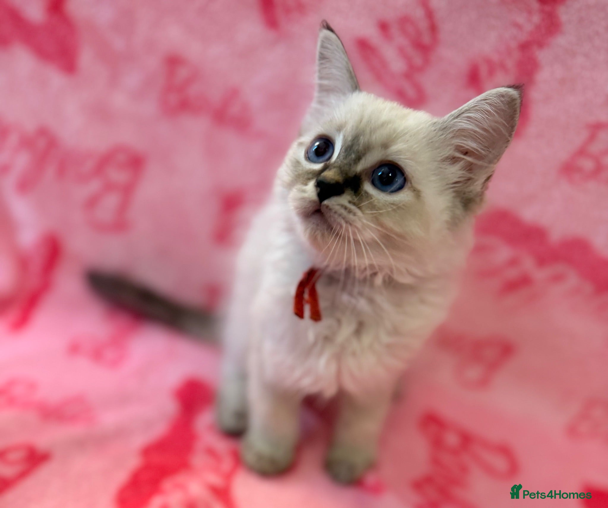 Ragdoll cats  Female Blue Lynx Ragdoll Kittens 🩷 - Advert 16