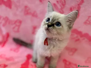 Ragdoll cats Female Blue Lynx Ragdoll Kittens 🩷 - Advert 16