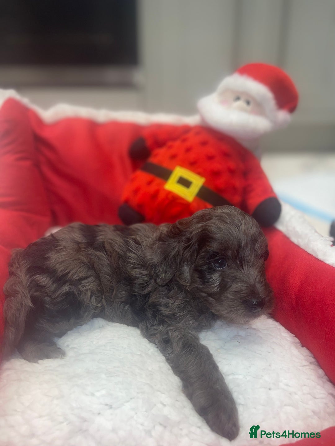 Cockapoo dogs for sale: Cockerpoo FB1 ready to leave  **  Eve  - Advert 11