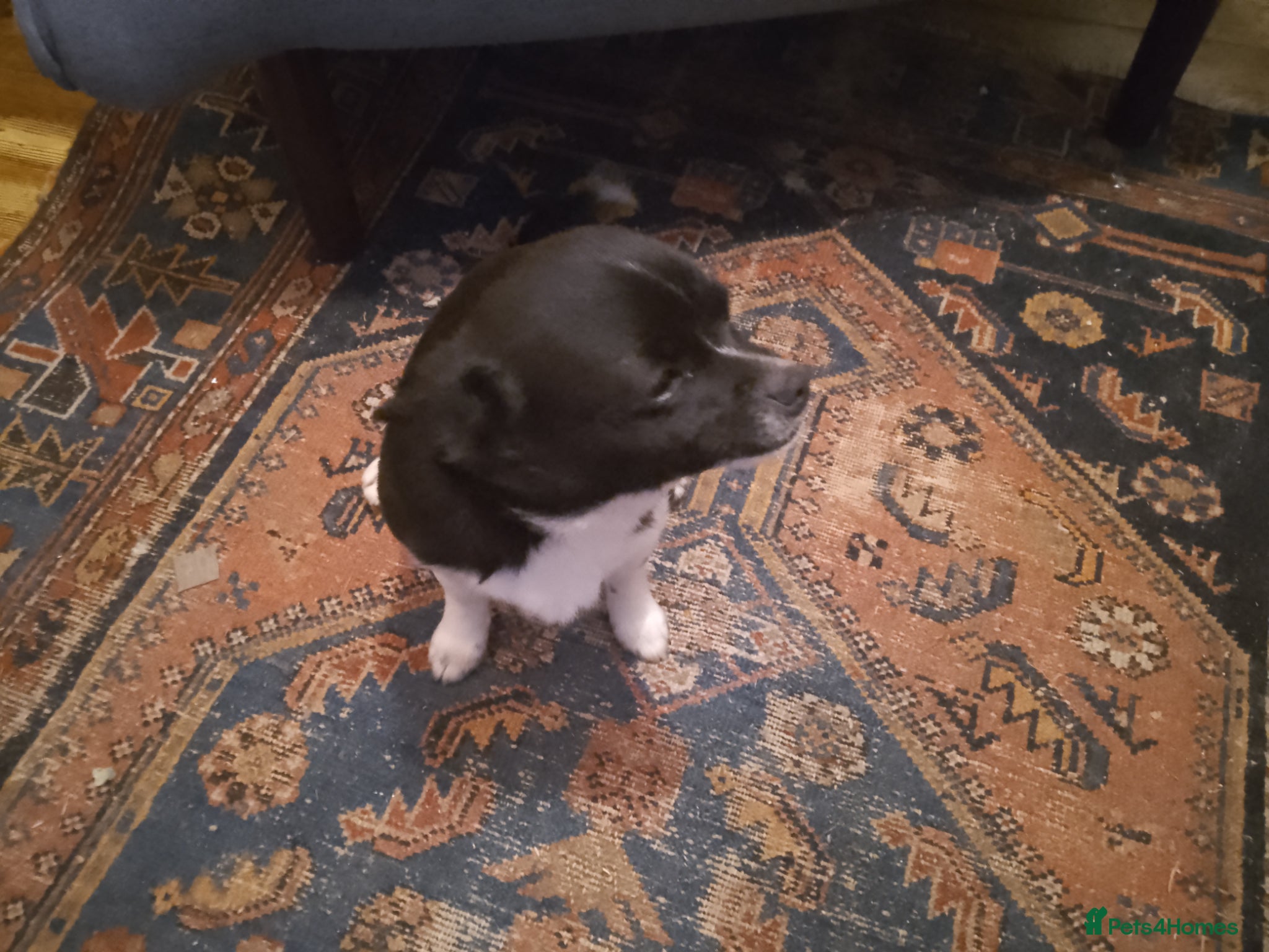 Chihuahua dogs Chihuahua boy  - Advert 1