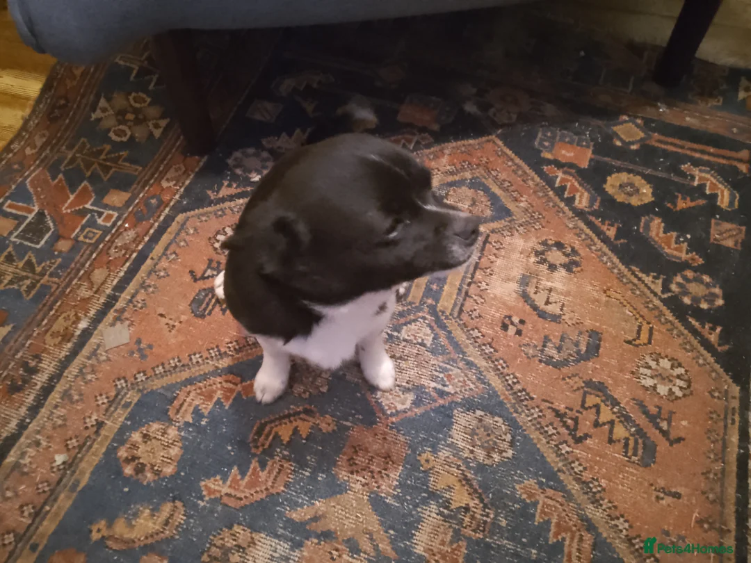 Chihuahua dogs for sale: Chihuahua boy  - Advert 1