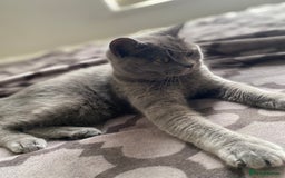 British Shorthair cats for sale: Pure Grey British Shorthair Female 🩶 - Image 4