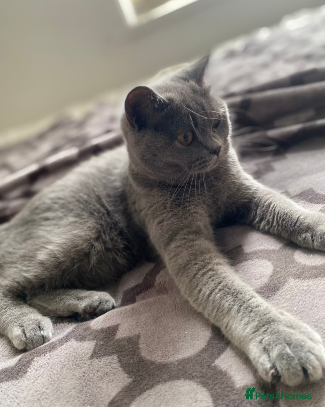 British Shorthair cats for sale: Pure Grey British Shorthair Female 🩶 - Image 4
