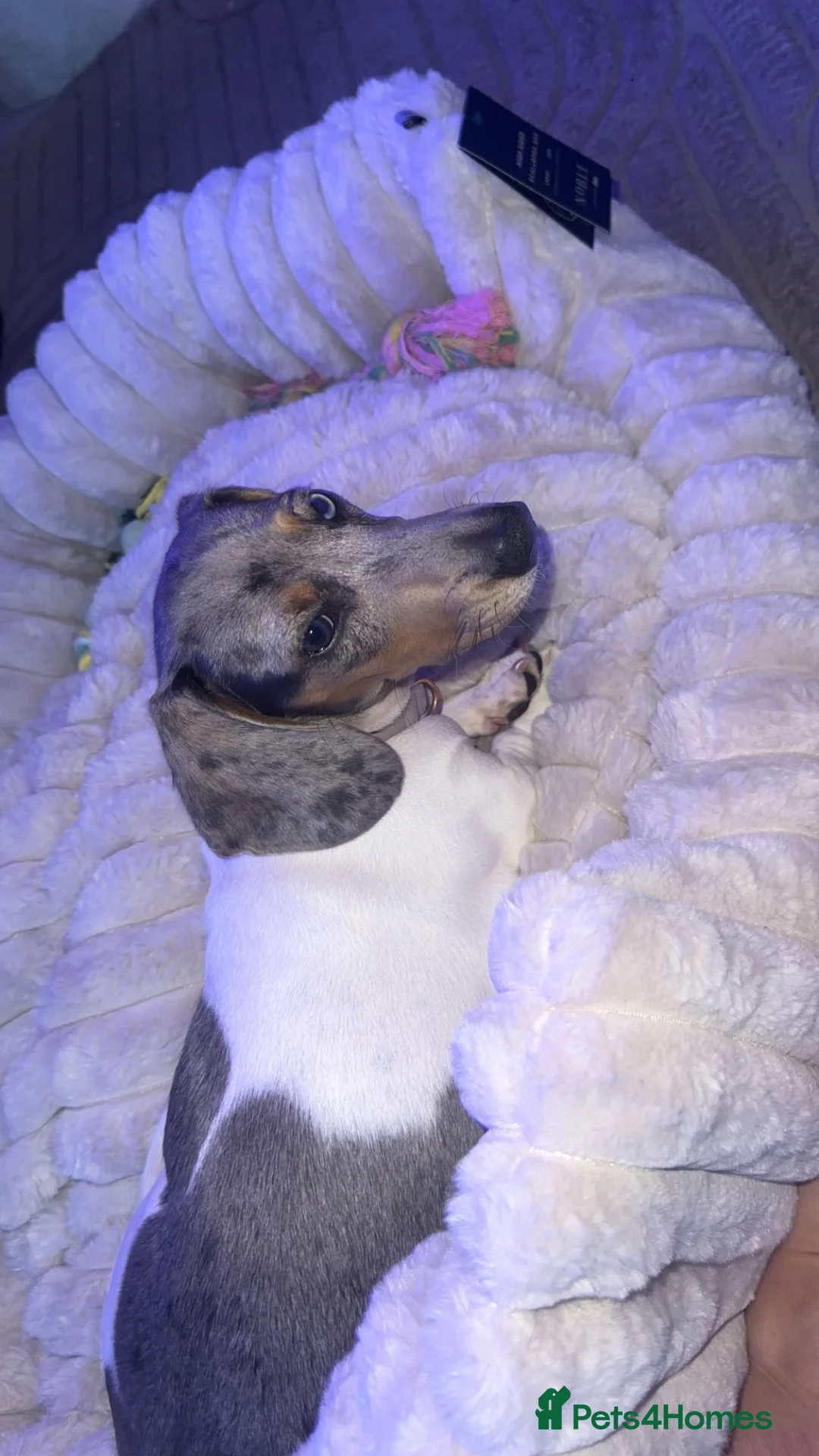 Dachshund dogs for sale: 7 month old Dashound - Advert 2