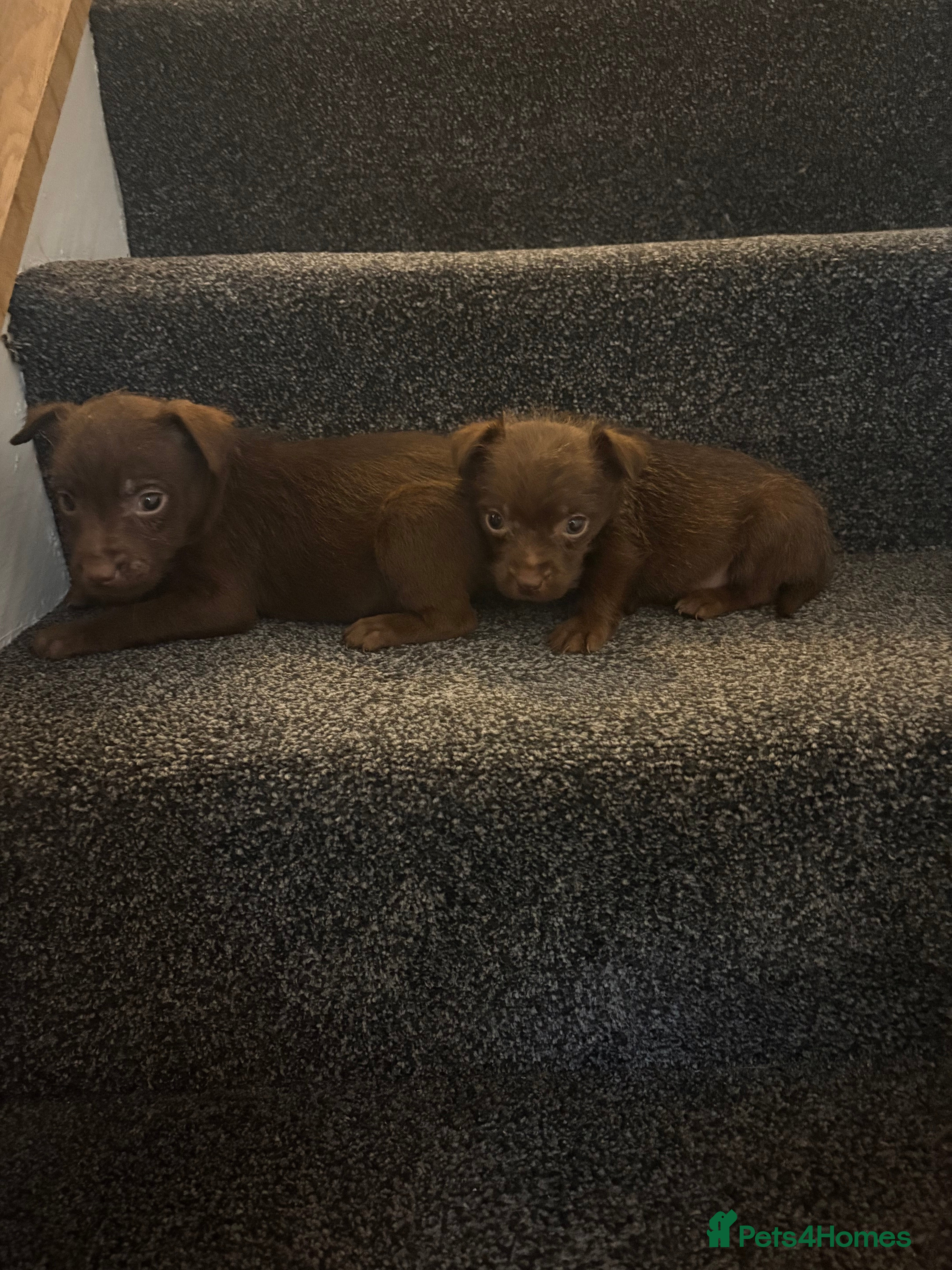 Patterdale Terrier dogs Patterdale Terrier pups  - Advert 5