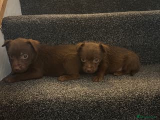 Patterdale Terrier dogs Patterdale Terrier pups - Advert 5