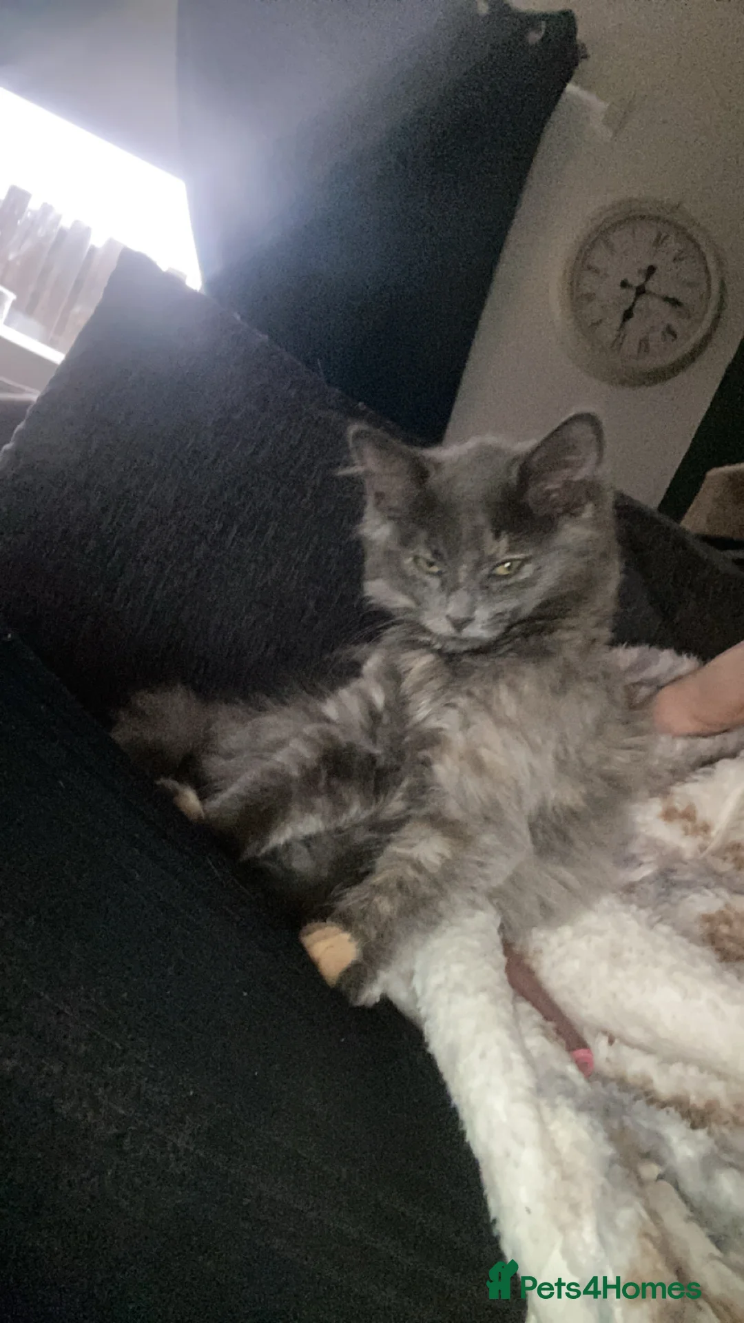 Mixed Breed cats for sale: Mixed breed  in Keighley - Advert 3