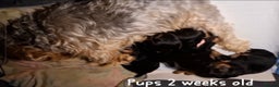 Yorkiepoo dogs for sale:  Yorkiepoo Puppies! Ready 4 Forever Homes 23rd Dec - Advert 1