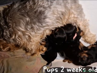 Yorkiepoo dogs Yorkiepoo Puppies! Ready 4 Forever Homes 23rd Dec - Advert 11