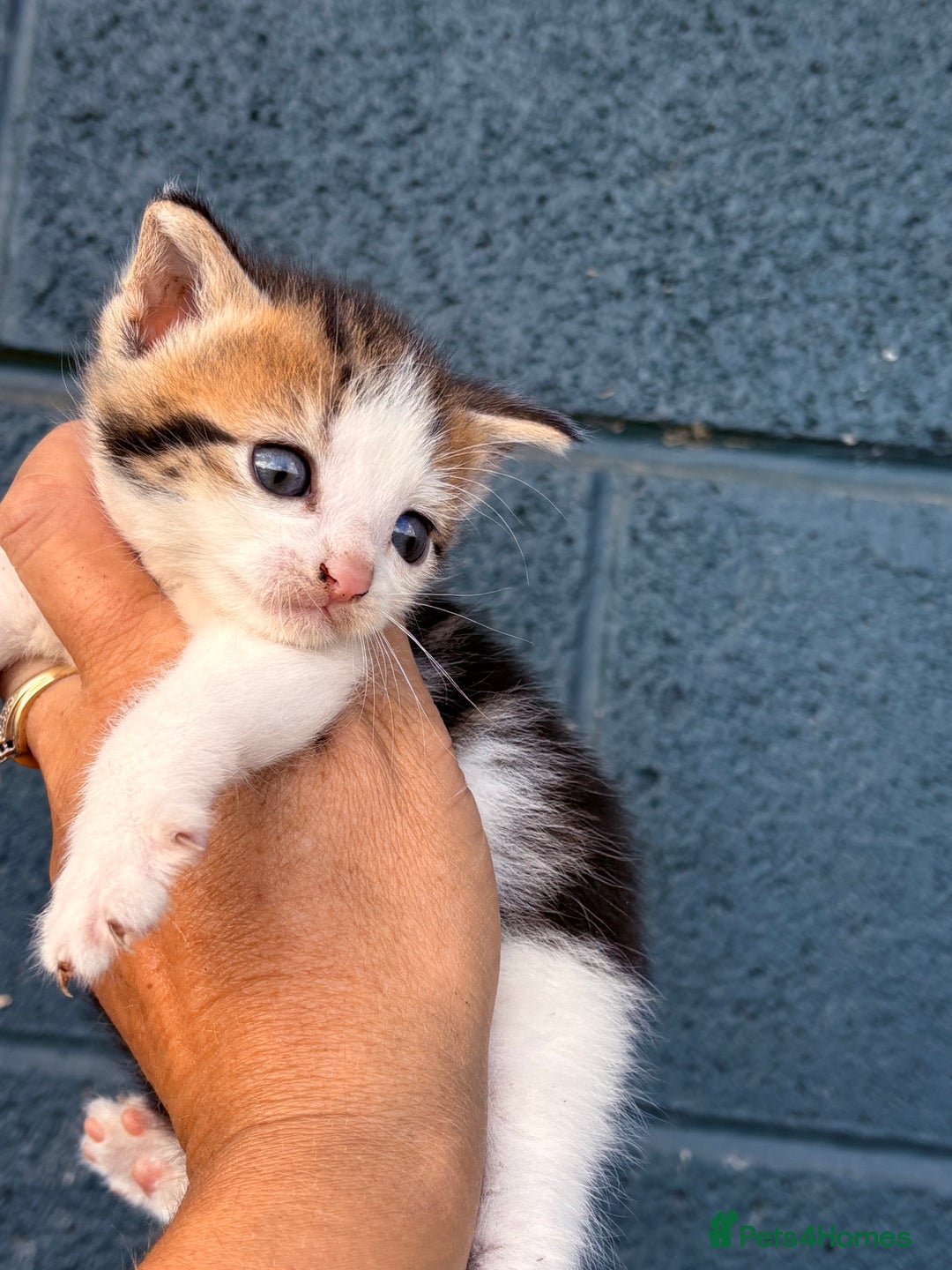 British Shorthair cats for sale: Beautiful kittens full of fun - Image 9