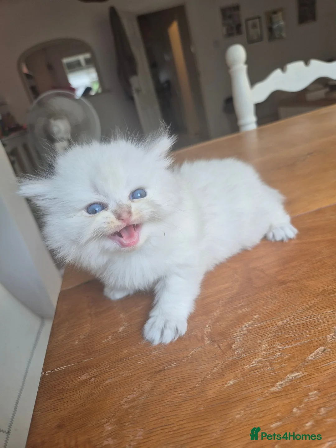British Longhair cats for sale: Fluffy Chunky British Longhair  - Advert 2