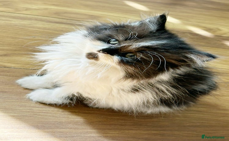 Scottish Fold cats - Advert 5