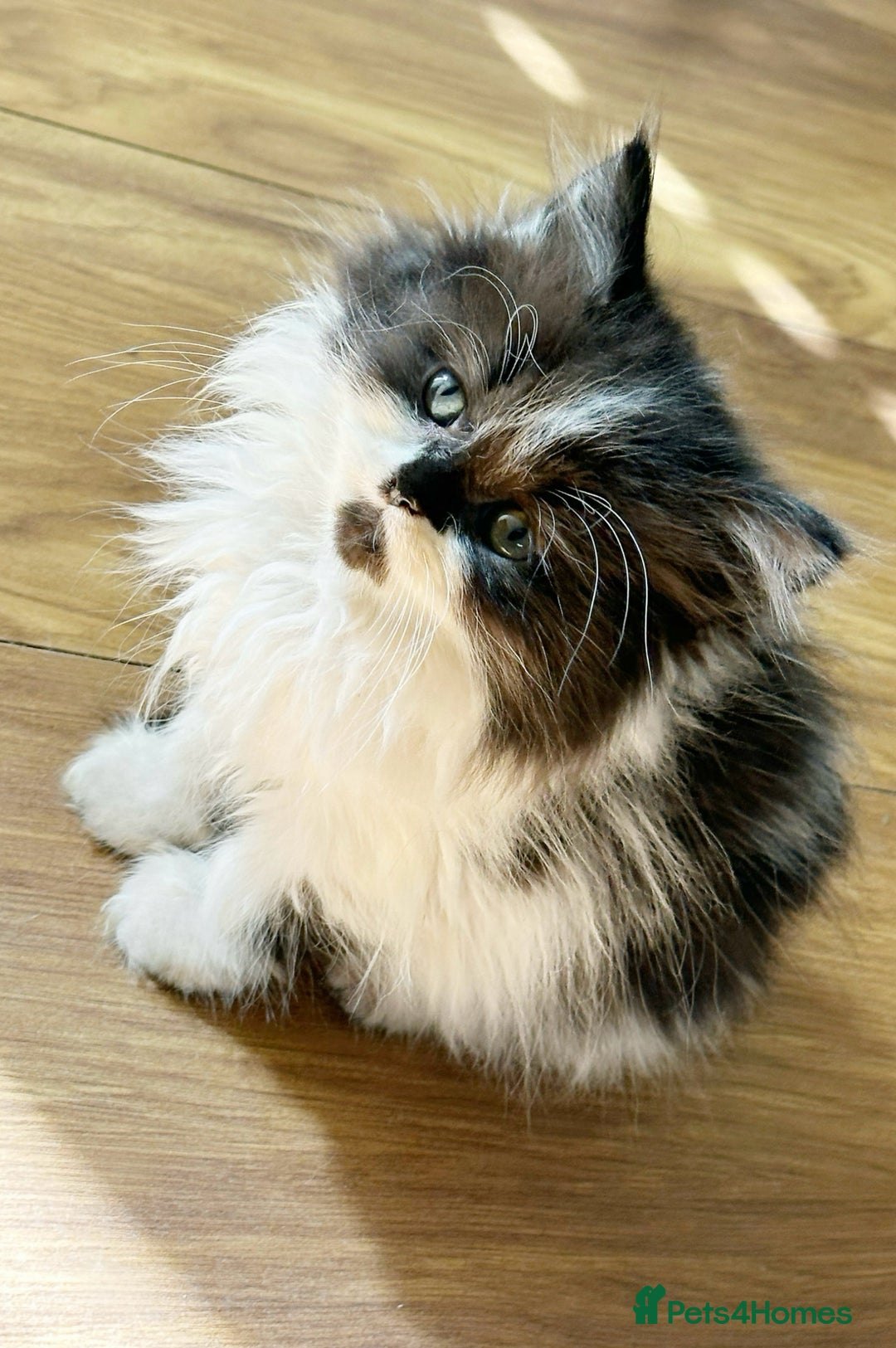 Scottish Fold cats for sale: REDUCED! QUICK SALE! Fluffy Scottish Straight ❤️  - Image 1