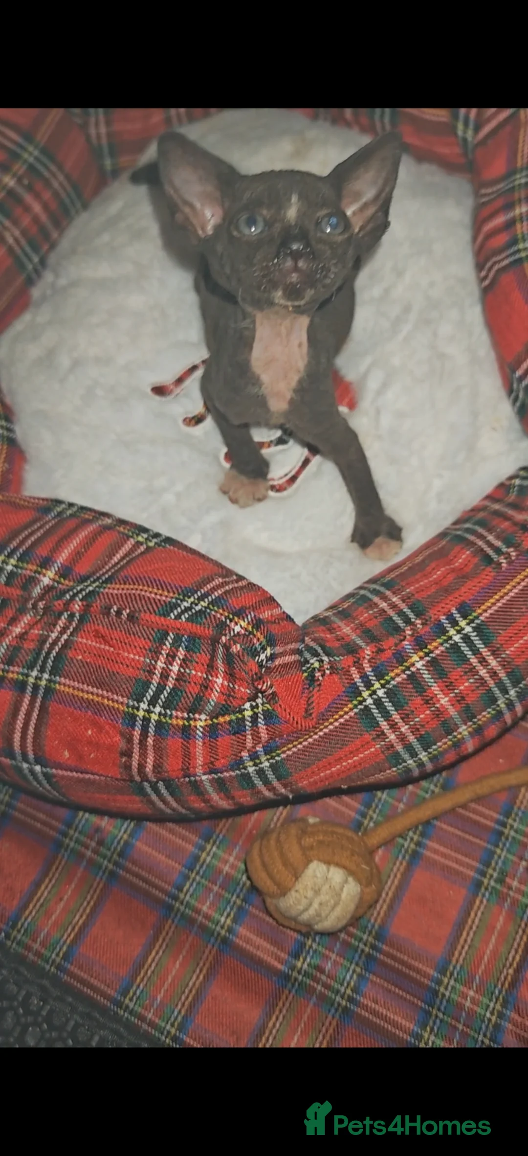 Mixed Breed cats for sale: Sweet girls  - Advert 2