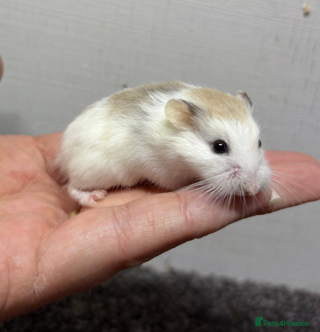 Hamster rodents for sale: Dwarf robrovski hamster babies  - Image 2