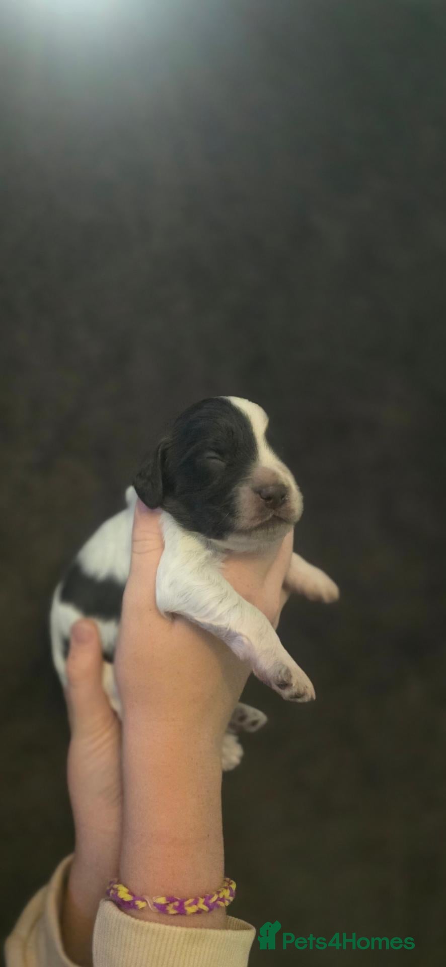 Cockapoo dogs F1 cockapoos licensed breeder - Advert 7