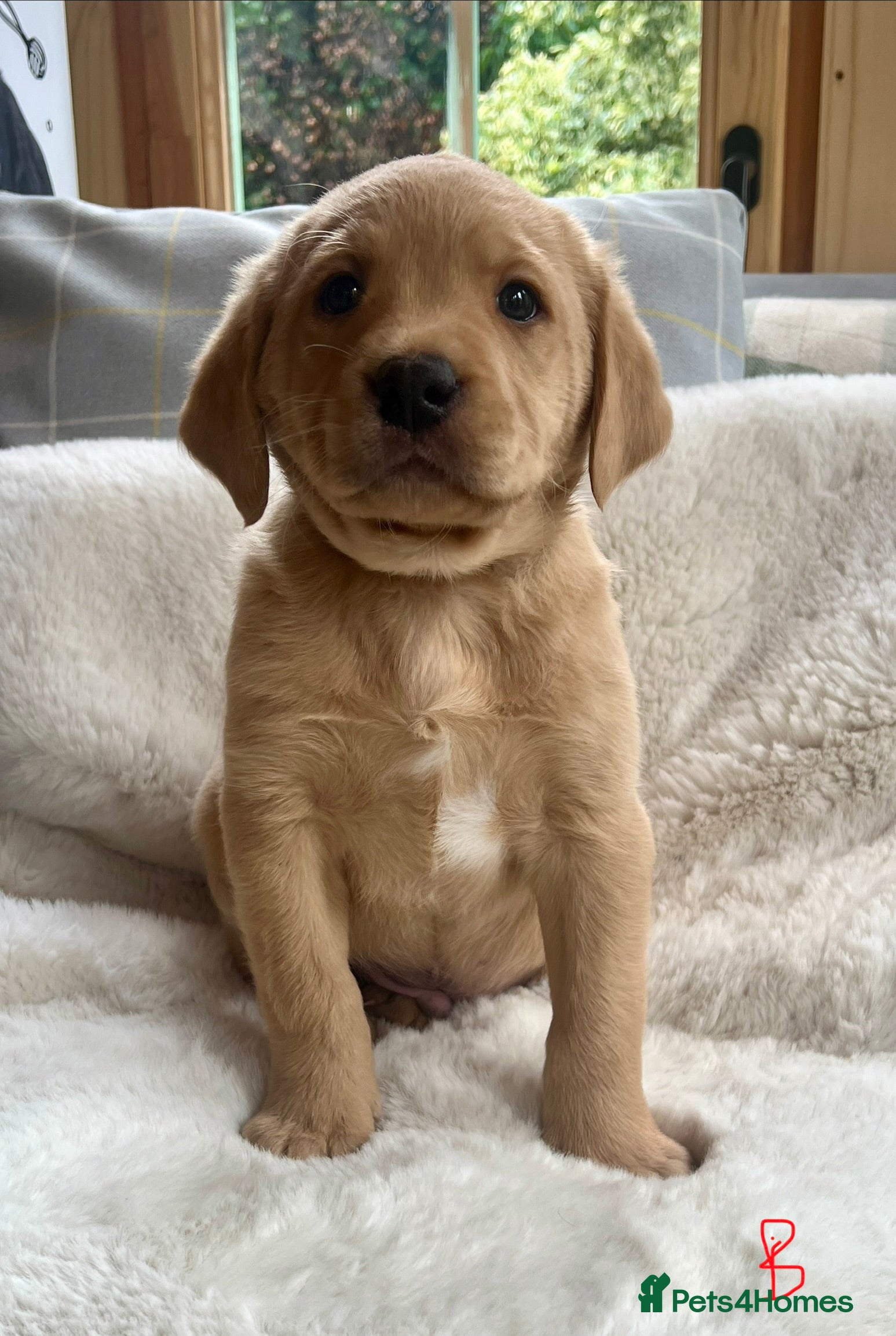 Labrador Retriever dogs KC reg fox red Labradors  - Advert 1