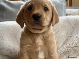 Labrador Retriever dogs KC reg fox red Labradors - Advert 1