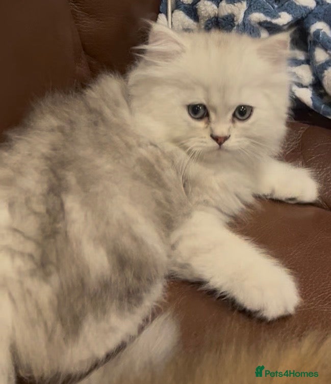 Persian cats persian chinchilla male  - Advert 12