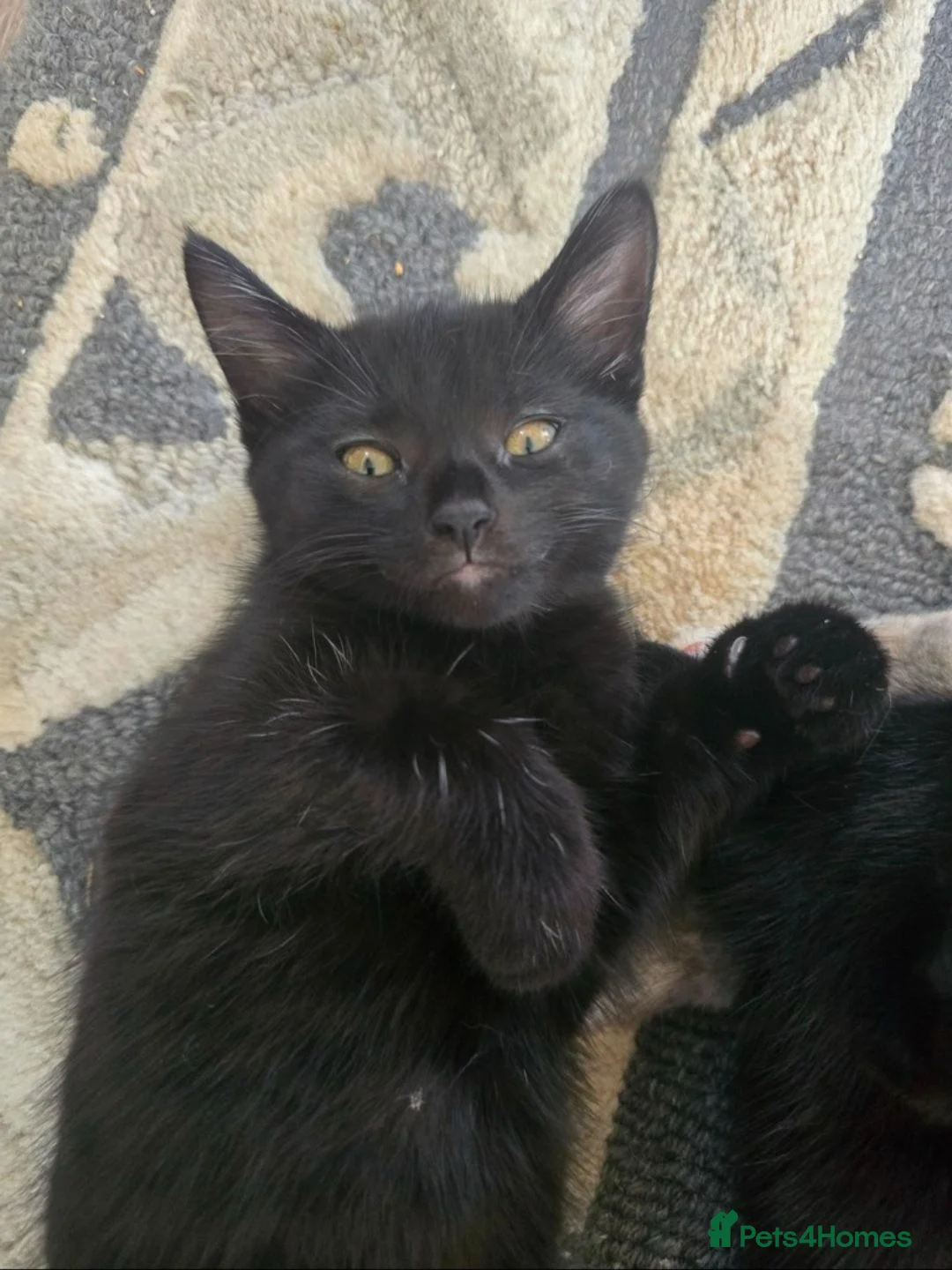 Mixed Breed cats for sale: 2 Beautiful Black Kittens – 1 Boys & 1 Girl  - Advert 2