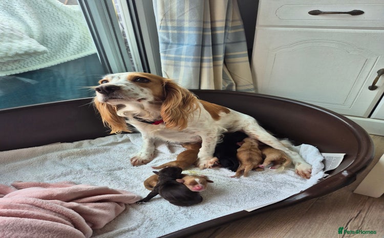 Cocker Spaniel dogs - Advert 16