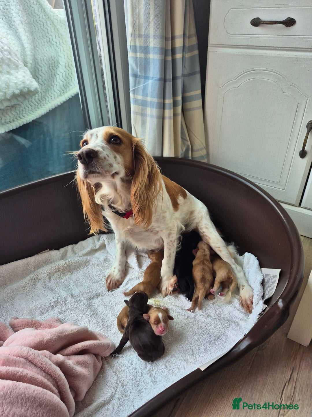 Cocker Spaniel dogs for sale: 5 gorgeous male working cocker spaniel puppies  - Image 1