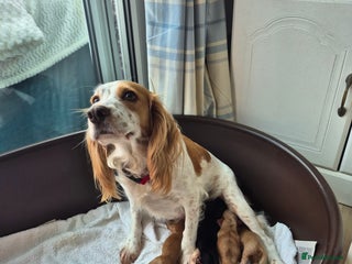 Cocker Spaniel dogs for sale - Advert 1