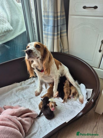 Cocker Spaniel dogs - Advert 1