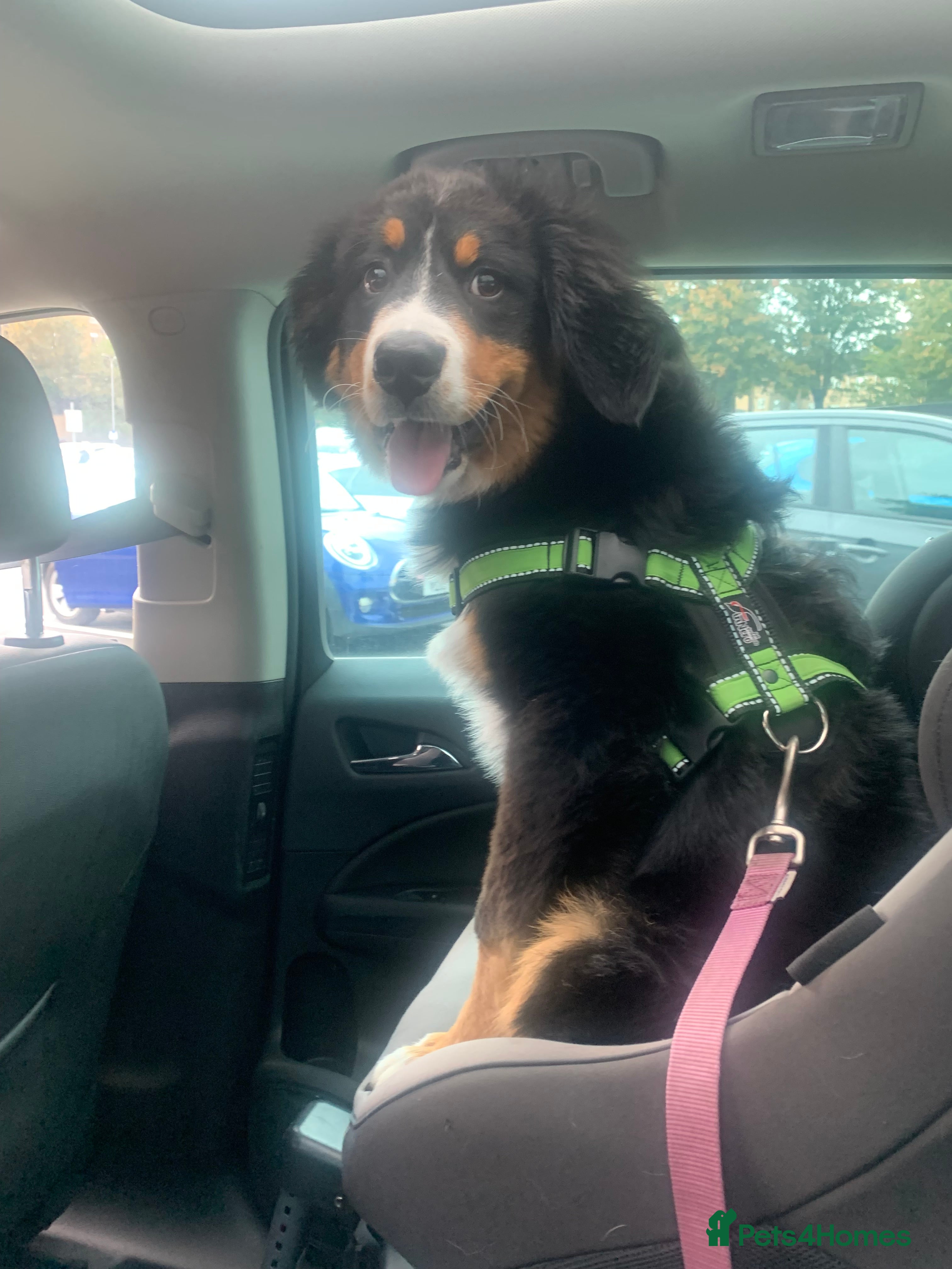 Mixed Breed dogs Male  3/4 Bernese mountain dog x border collie - Advert 2