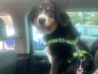Mixed Breed dogs Male 3/4 Bernese mountain dog x border collie - Advert 3