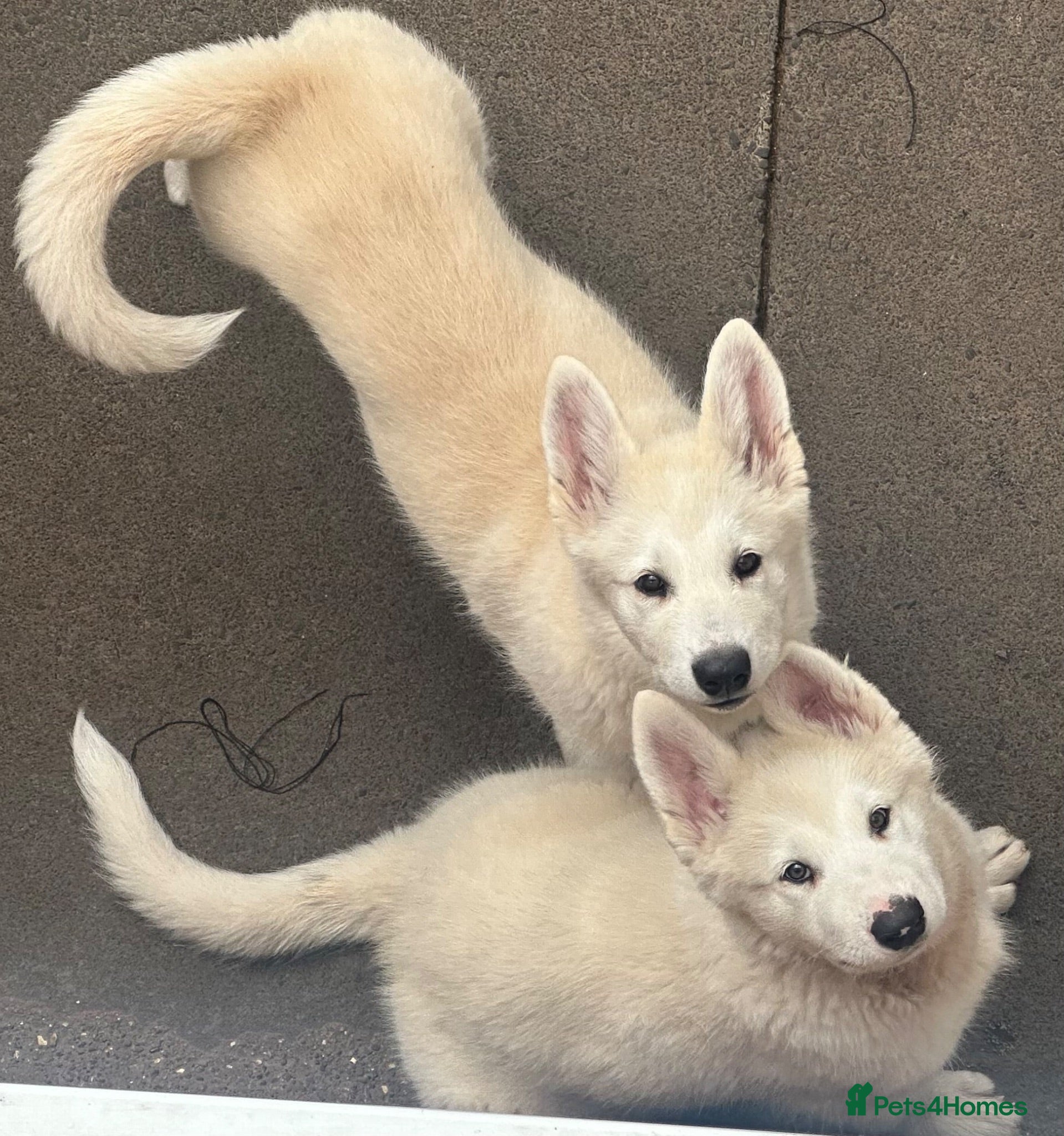 Alaskan Malamute dogs Pure white Alaskan Malamutes  - Advert 1
