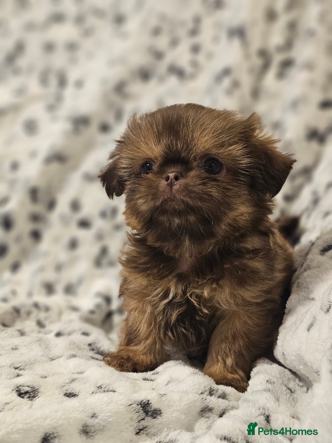 Shih Tzu dogs for sale: Beautiful shih tzu puppies  - Advert 24