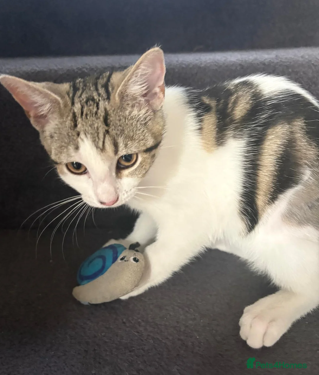 Mixed Breed cats for sale: 21 weeks old Sister and Brother Kittens  in Manchester - Advert 5