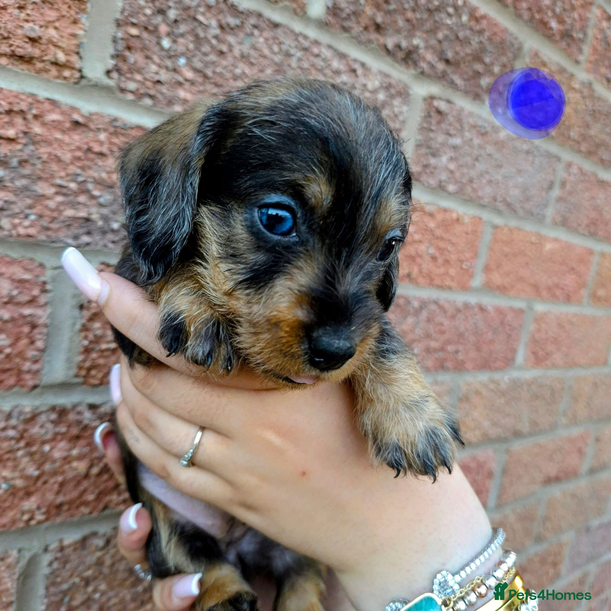 Dachshund dogs Miniature wire dachshund puppies - 1 girl left - Advert 2