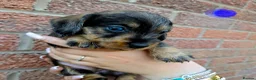 Dachshund dogs for sale: Miniature wire dachshund puppies - Advert 14