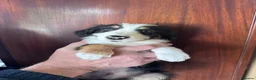 Mixed Breed dogs for sale: Bearded x Border Puppies - Advert 5