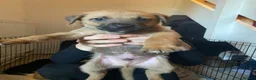 Mixed Breed dogs for sale: Presa Canario Cross Labrador retriever in Preston - Advert 2