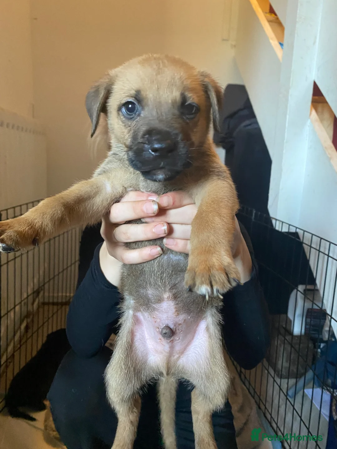 Mixed Breed dogs for sale: Presa Canario Cross Labrador retriever in Preston - Advert 2