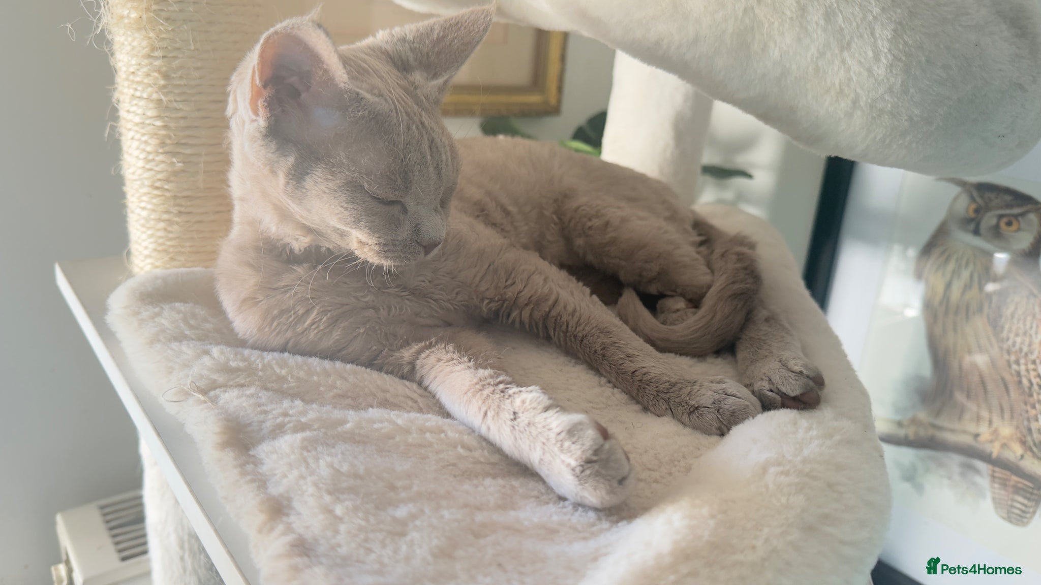 Devon Rex cats Beautiful pedigree lilac Devon Rex girl  - Advert 2