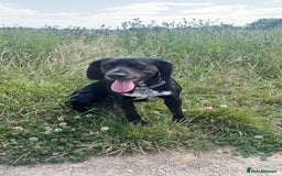Bocker dogs for stud: Bocker (Spaniel/Beagle) for stud  in Bracknell - Image 4