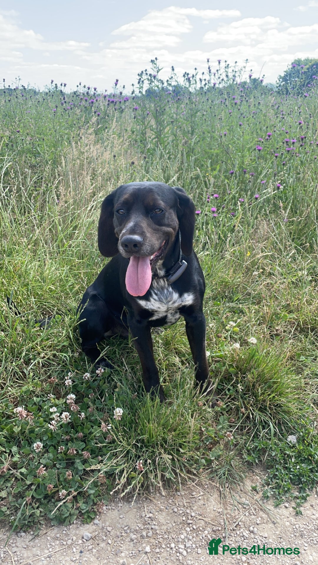 Bocker dogs for stud: Bocker (Spaniel/Beagle) for stud  in Bracknell - Image 4