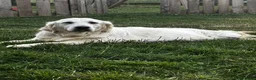 Golden Retriever dogs for sale: ⭐️ health tested golden retrievers ⭐️ - Advert 11
