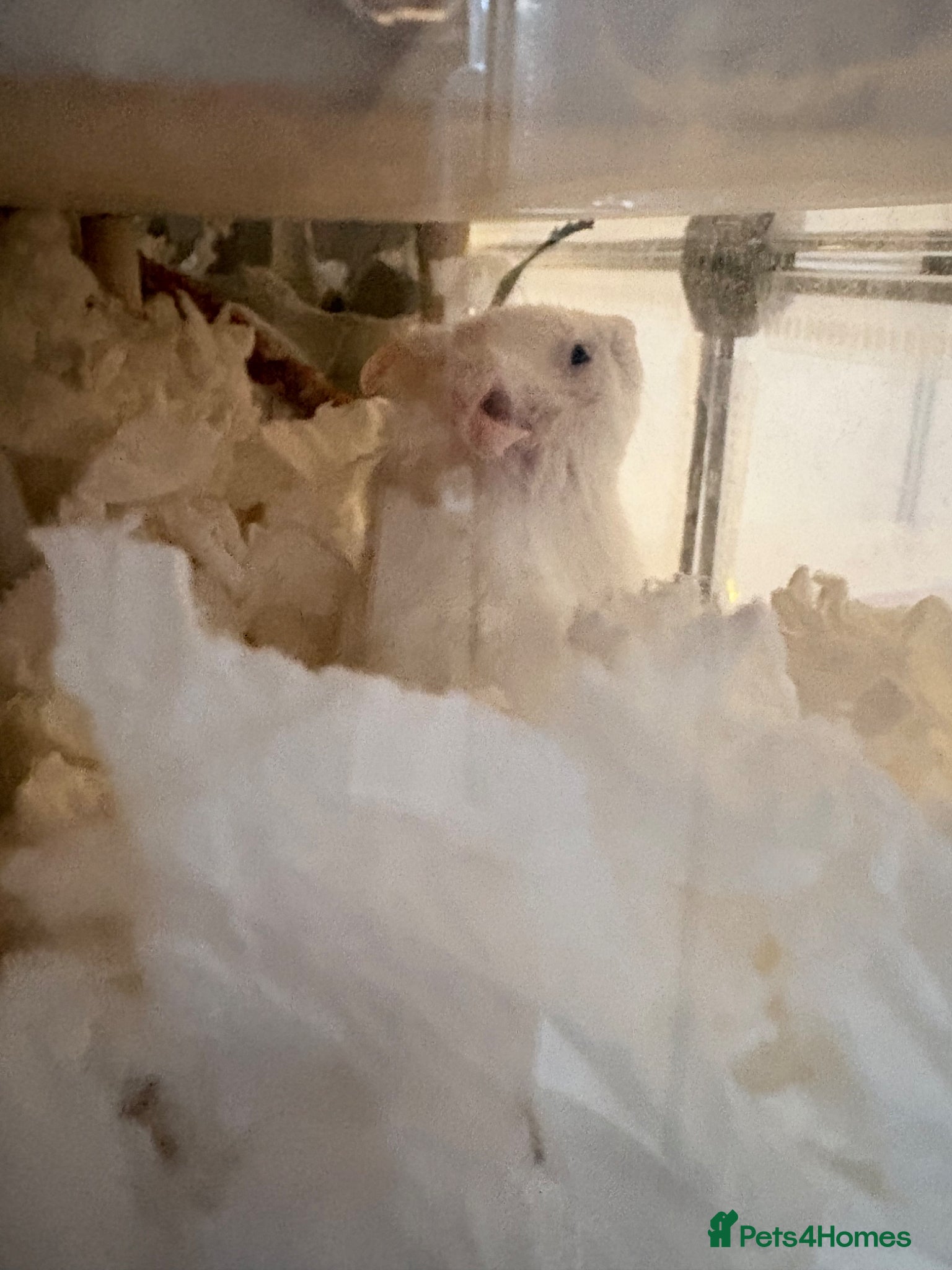 Hamster rodents for sale: Syrian hamster cage and all accessories included  - Advert 11